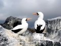 Nazca Booby