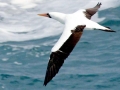 Nazca Booby