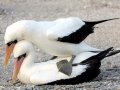 Nazca Booby