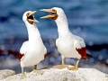 Nazca Booby