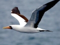 Nazca Booby