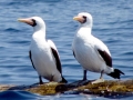Nazca Booby