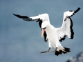 Nazca Booby