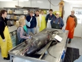 Necropsy