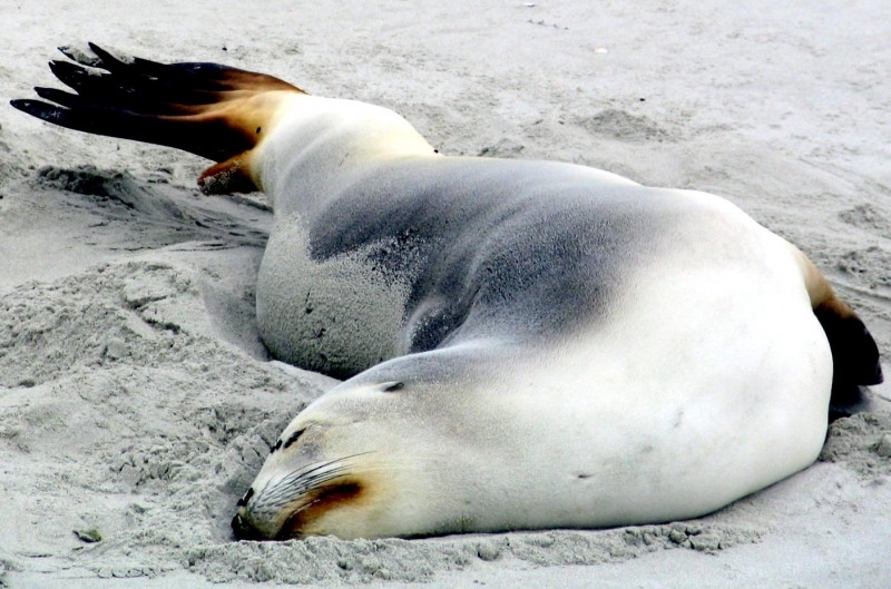 New Zealand Sea Lion