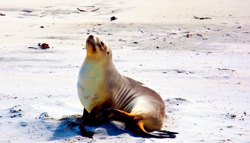 New Zealand Sea Lion