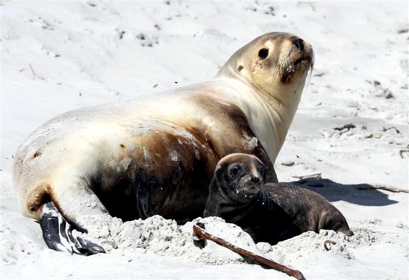 New Zealand Sea Lion
