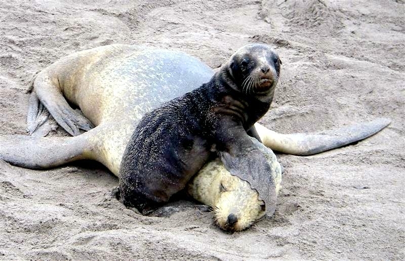 New Zealand Sea Lion