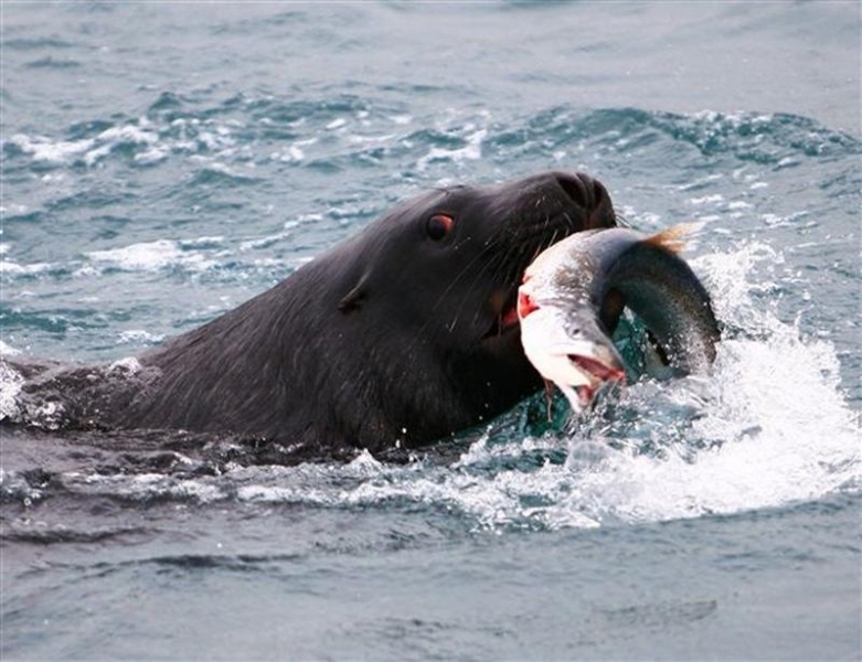 New Zealand Sea Lion