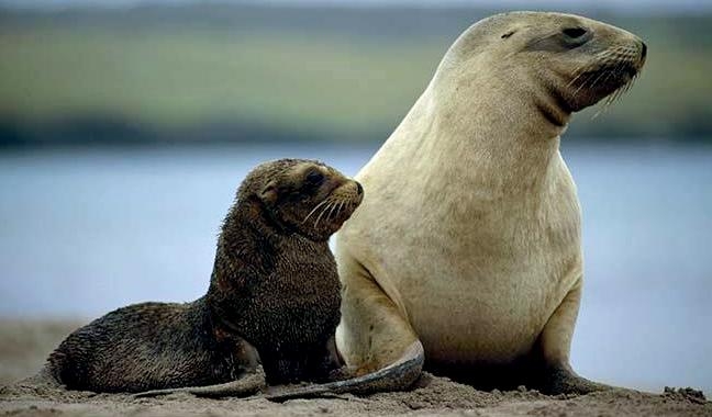 New Zealand Sea Lion