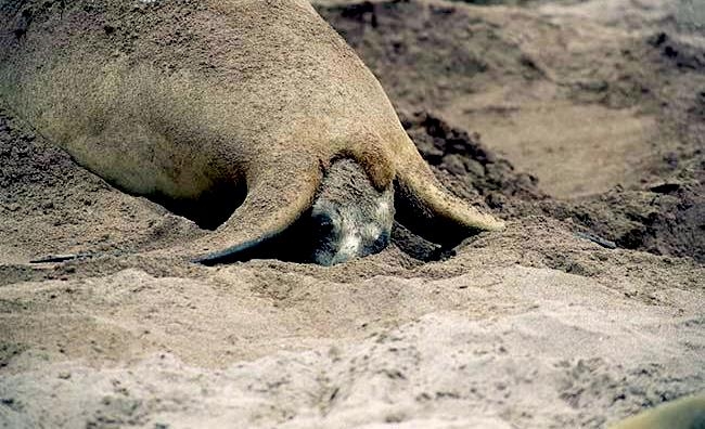 New Zealand Sea Lion