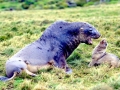 New Zealand Sea Lion