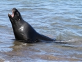 New Zealand Sea Lion