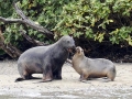 New Zealand Sea Lion