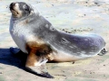 New Zealand Sea Lion