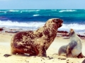 New Zealand Sea Lion