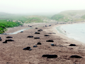 New Zealand Sea Liond