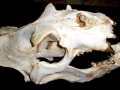 New Zealand Sea Lion