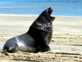 New Zealand Sea Lion