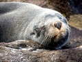 New Zealand Sea Lion