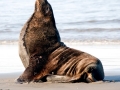 New Zealand Sea Lion