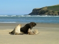 New Zealand Sea Lion