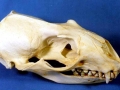 New Zealand Sea Lion
