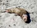 New Zealand Sea Lion
