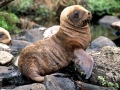 New Zealand Sea Lion