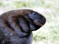 New Zealand Sea Lion