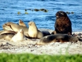 New Zealand Sea Lion