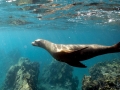 New Zealand Sea Lion