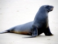 New Zealand Sea Lion