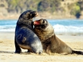 New Zealand Sea Lion