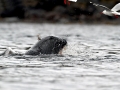 New Zealand Sea Lion