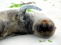 New Zealand Sea Lion