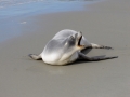 New Zealand Sea Lion