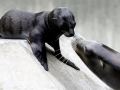 New Zealand Sea Lion