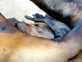 New Zealand Sea Lion