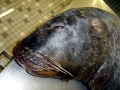 New Zealand Sea Lion