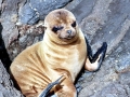 New Zealand Sea Lion