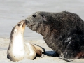 New Zealand Sea Lion
