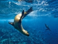 New Zealand Sea Lion
