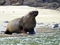 New Zealand Sea Lion