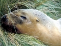 New Zealand Sea Lion