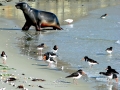 New Zealand Sea Lion