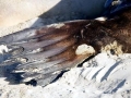 New Zealand Sea Lion