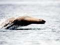 New Zealand Sea Lion