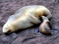 New Zealand Sea Lion