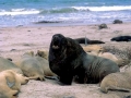 New Zealand Sea Lion